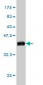 MAPK3 Antibody (monoclonal) (M02)